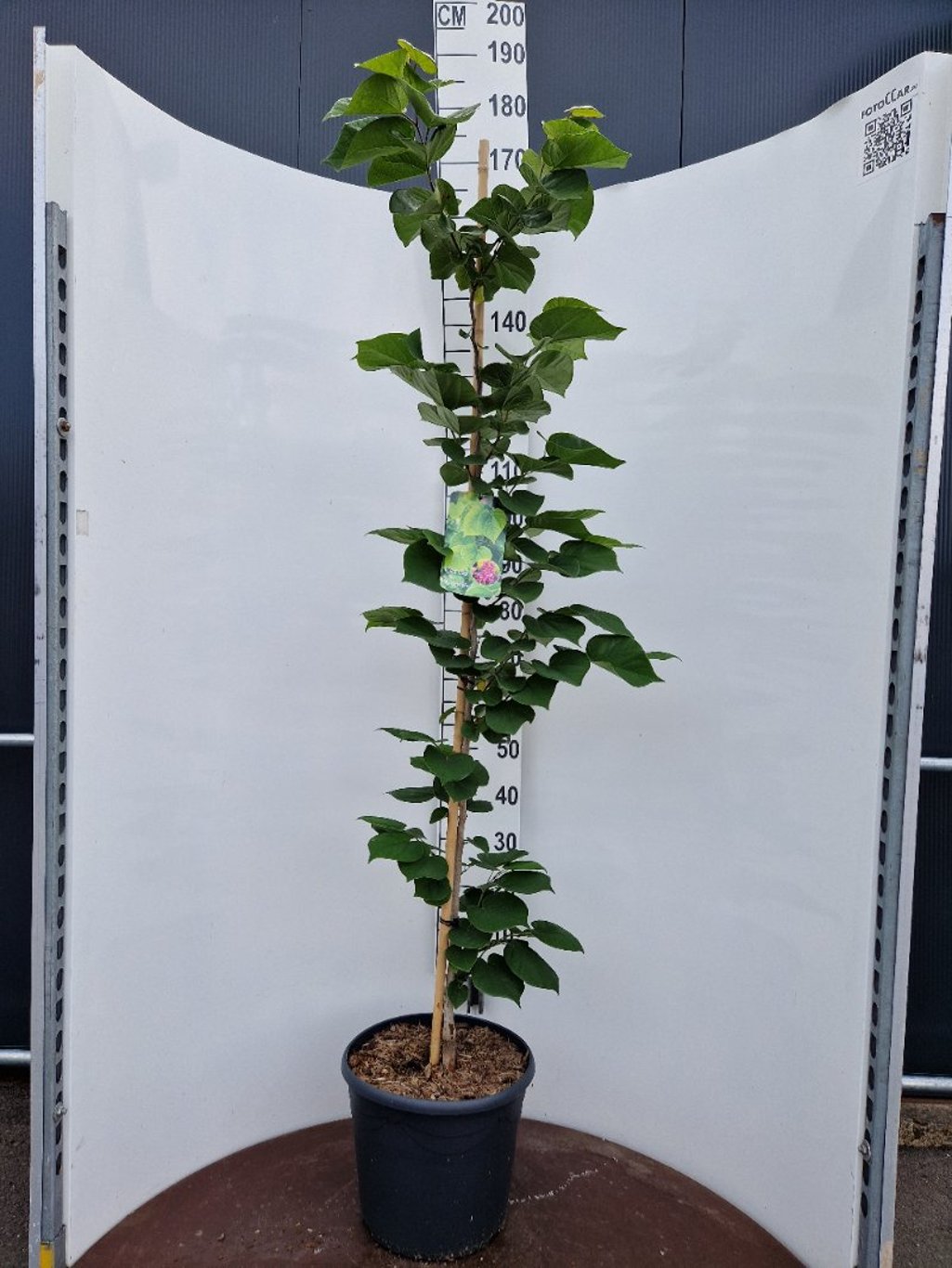 Cercis chinensis 'Avondale' - C20 150-175 CM